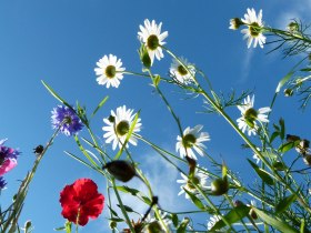 Sommerfrische wie zu Omas Zeiten,... (Copyright: Karl Gradwohl), © Wiener Alpen in Niederösterreich - Bad Schönau