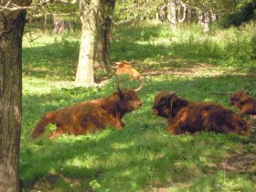 ...vorbei an schottischen Hochlandrindern..., © Wiener Alpen in Niederösterreich - Semmering Rax