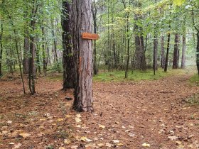 Waldweg, © Wienerwald