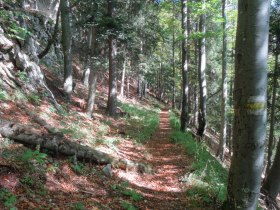 ...wieder hinab durch einen herrlichen Buchenwald, © Wiener Alpen in Niederösterreich - Semmering Rax