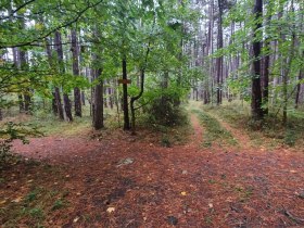 Waldweg, © Wienerwald