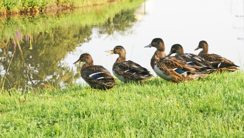 Enten Am Kanal, © Wiener Alpen/Katrin Zeleny