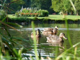 Entspannen am Teich im Kurpark Bad Schönau, © Wiener Alpen/ Karl Gradwohl