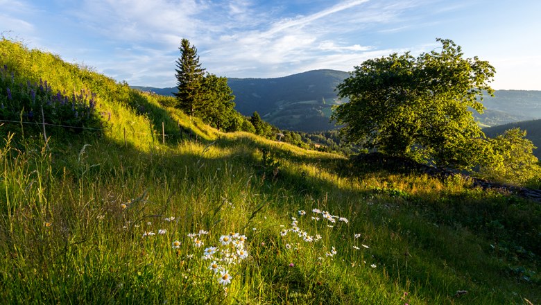 Long-distance hiking trail Mönichkirchen, © Wiener Alpen/Christian Kremsl