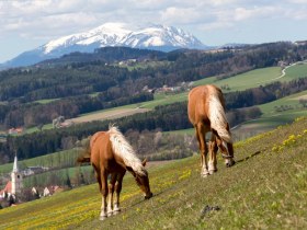 Lindenhof Krumbach, © Wiener Alpen in Niederösterreich