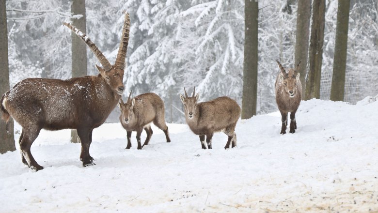 Naturpark Hohe Wand, © Naturpark Hohe Wand/Fraller