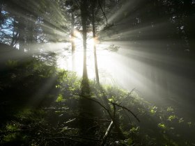 Waldstimmung, © ©Wiener Alpen, Foto: Franz Zwickl