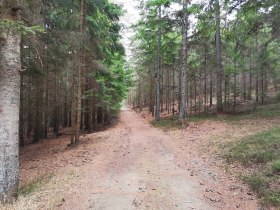 Waldweg, © Wiener Alpen in Niederösterreich