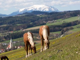 Lindenhof Krumbach, © Wiener Alpen in Niederösterreich