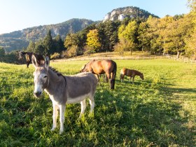 Auf dem Weg zur Waldburgangerhütte, © © Wiener Alpen in NÖ Tourismus GmbH, Foto: Andreas Kranzmayer