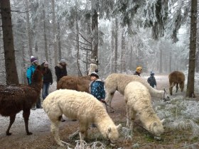 Winter Lama_Alpaka Wanderung, © Wiener Alpen in Niederösterreich - Schneeberg Hohe Wand