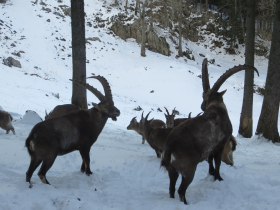 Naturpark Hohe Wand Winterwanderung, © ©Naturpark Hohe Wand