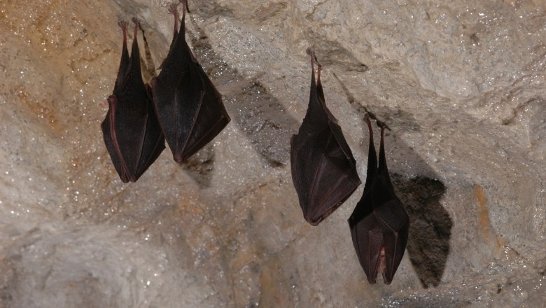 Hermannshöhle mit Fledermäusen, © Hermannshöhle