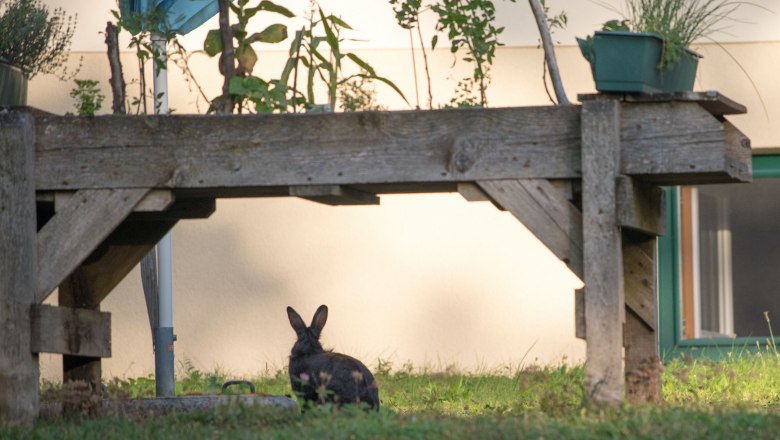 Haustier vom Nachbarn, © Dorfschmiede eG