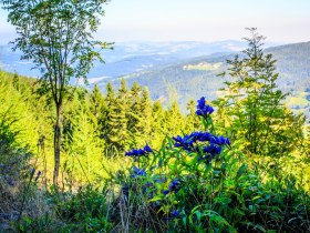 Saurücken, © Wiener Alpen in Niederösterreich