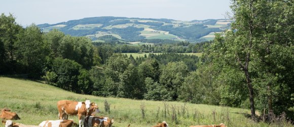 Mountainbiken in der Buckligen Welt, © © Krumbacherhof