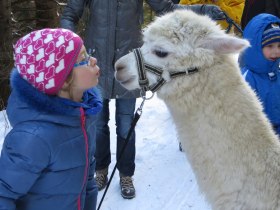 Alpakakuss, © ©Naturpark Hohe Wand