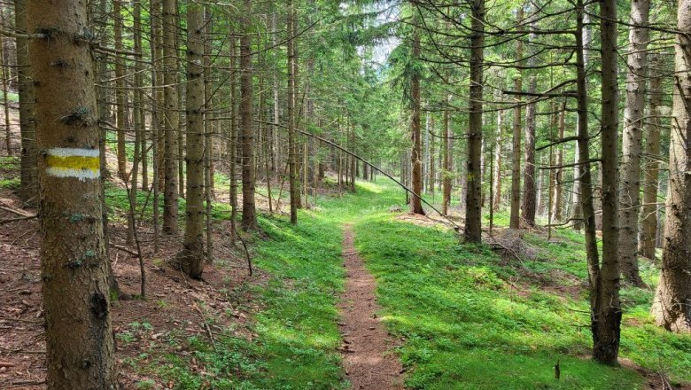 Hiking route to Preiner Gscheid, © Villa to go