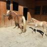 Haflinger, © Wiener Alpen