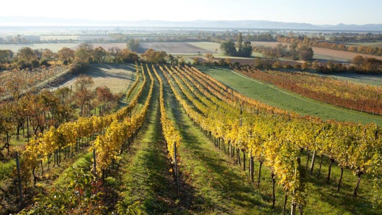 Weinberge in Bad Fischau Brunn, © Copyright Marktgemeinde Bad Fischau-Brunn_Fotograf Lukas Dostal