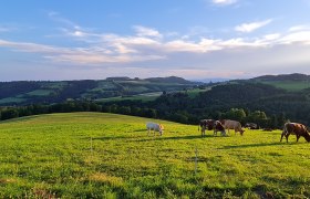 Distelleiten-Strecke bei Burgerschlag, © Wiener Alpen in Niederösterreich