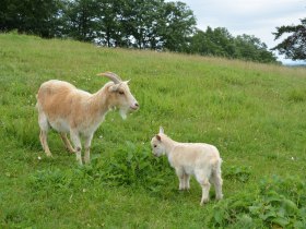 Ziegen-Mama mit Ziegen-Baby, © Gemeinde Schwarzenbach