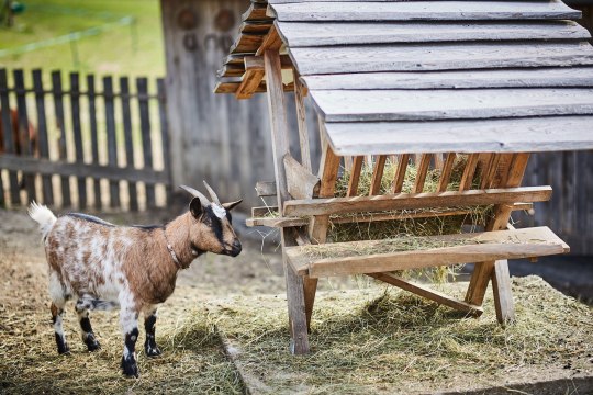 Urlaub am Bauernhof bei Familie Rosinger, © Familie Rosinger