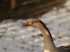 Tiere im Keltendorf, © Gemeinde Schwarzenbach