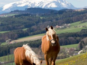 Lindenhof Krumbach, © Wiener Alpen in Niederösterreich