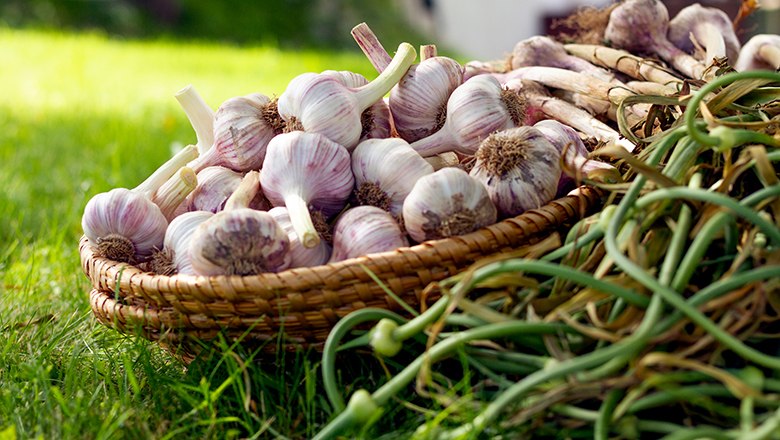 Köstlicher Knoblauch vom Handlerhof 18, © Sooo gut schmeckt die Bucklige Welt / Viktoria Kornfeld