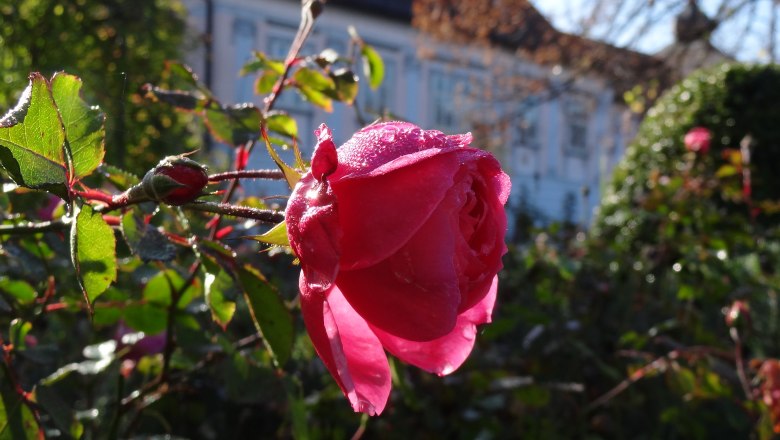 Über 2.600 Rosenstöcke blühen von Mai bis Oktober, © Rosengarten Pitten