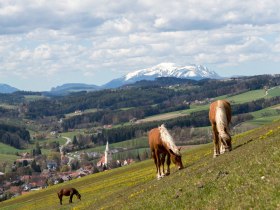 Lindenhof Krumbach, © Wiener Alpen in Niederösterreich